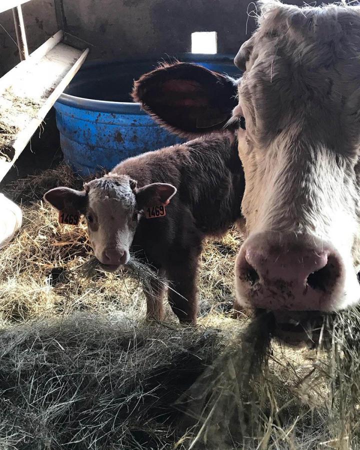 Des vaches ferrandaises élevées dans les meilleures conditions Ambert