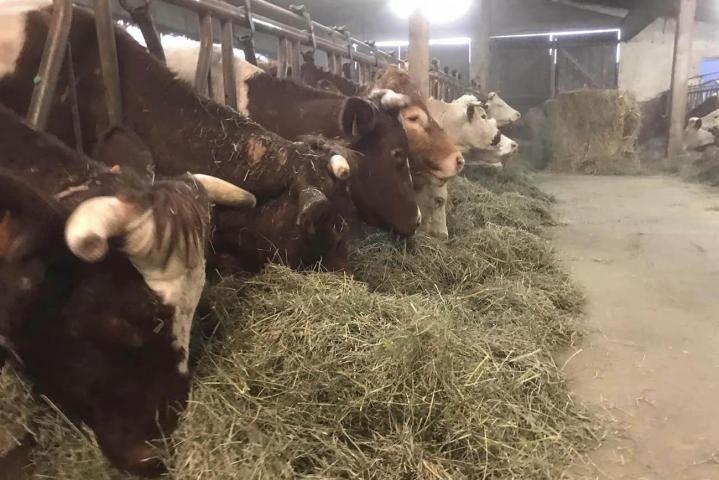 Élevage de vaches salers Ambert