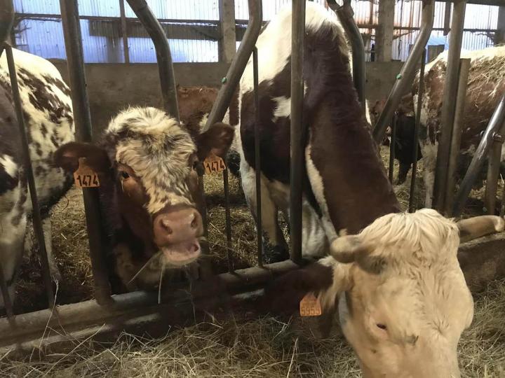 Élevage de vaches ferrandaises Ambert