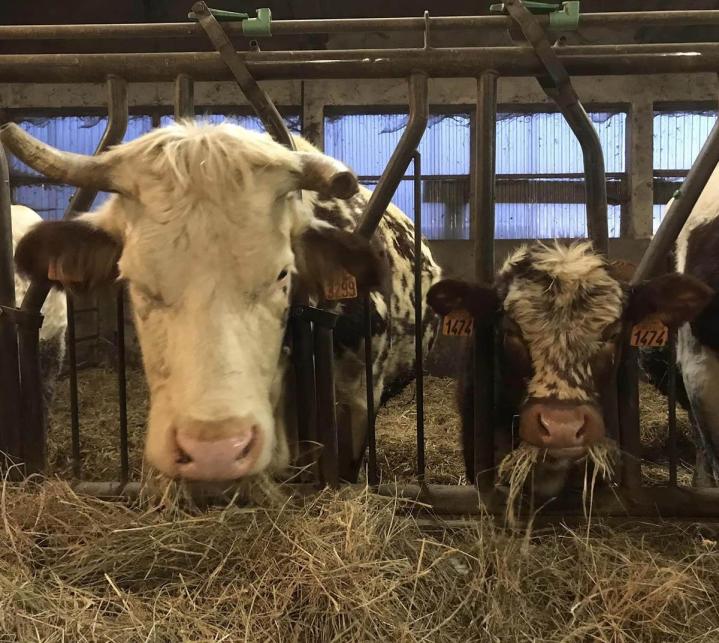 Élevage de vaches salers Ambert