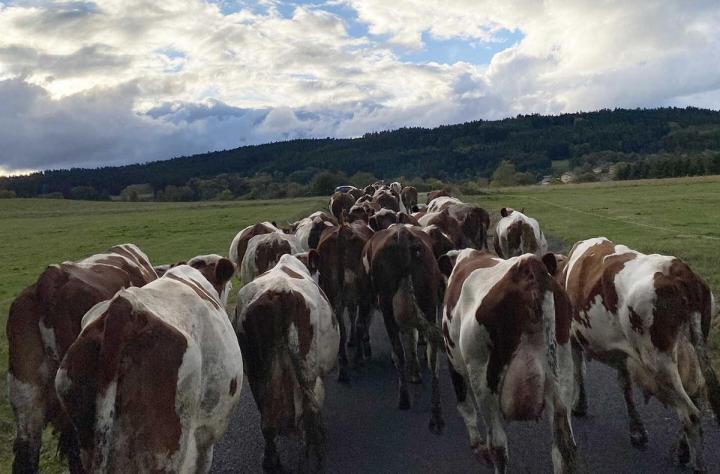 Élevage de vaches ferrandaises Ambert