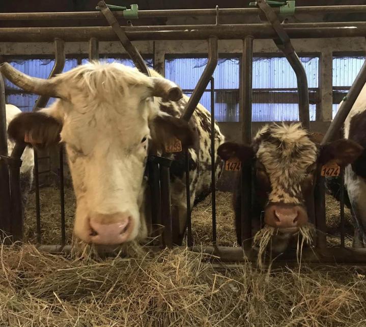 La ferrandaise : une race authentique pour une viande d'exception.