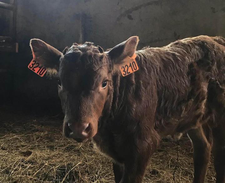 La salers, une race ancestrale pour une viande raffinée.