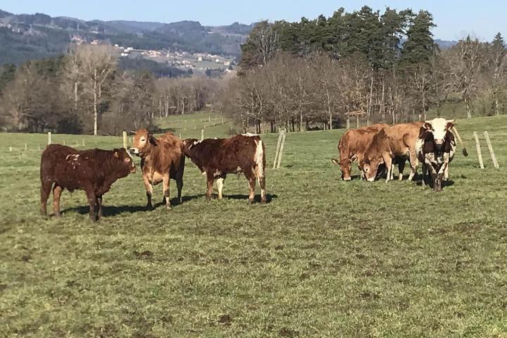 Élevage de vaches salers Ambert