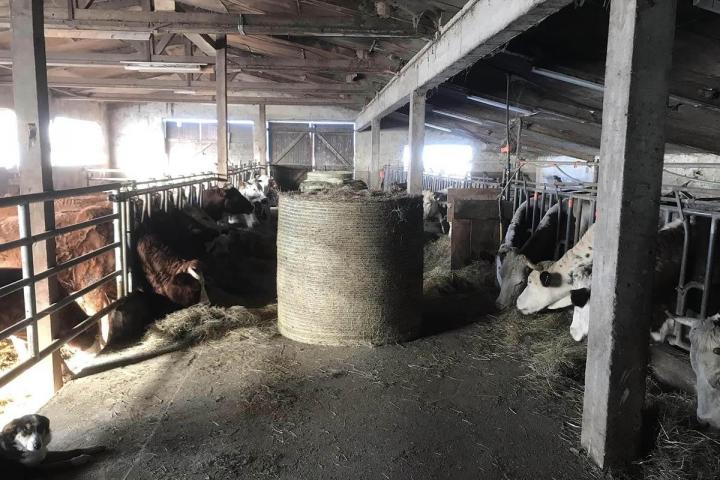 Des vaches ferrandaises élevées dans les meilleures conditions Ambert