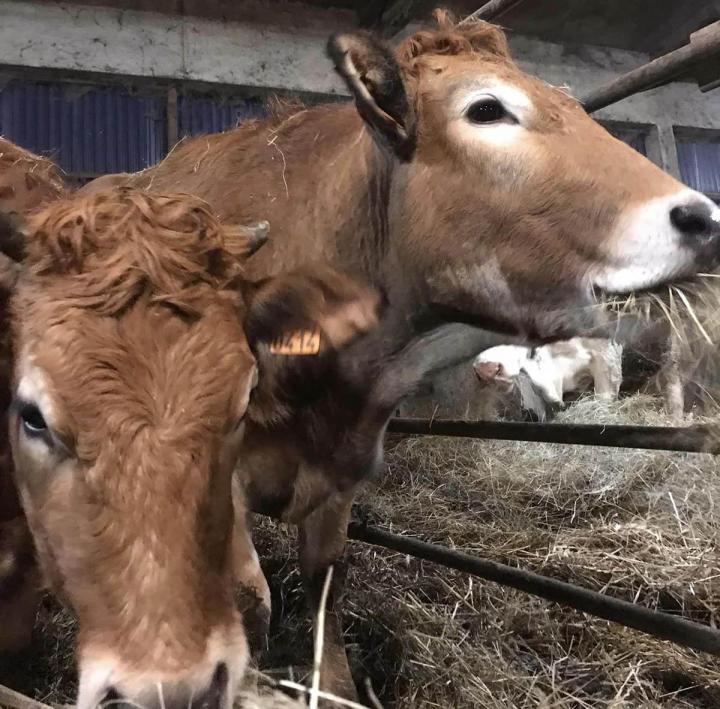 Des vaches salers issues d’un élevage responsable Ambert