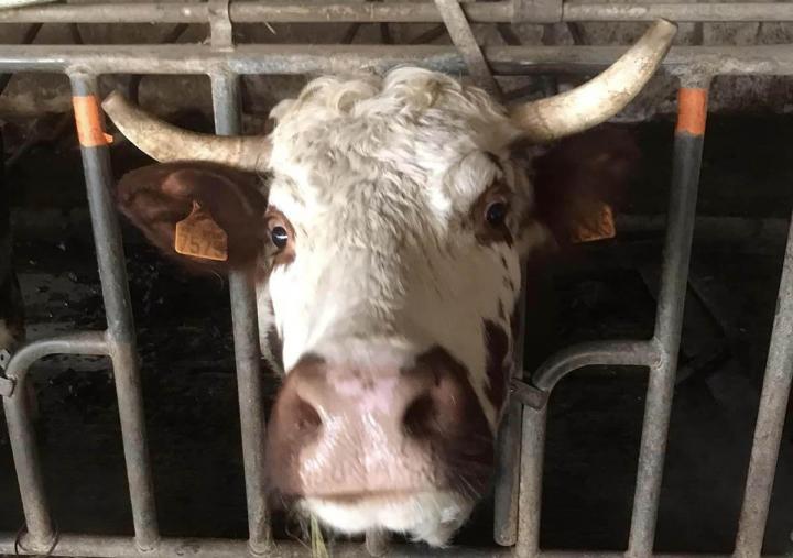 Des vaches ferrandaises élevées dans les meilleures conditions Ambert