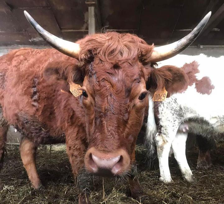 Élevage de vaches ferrandaises Ambert