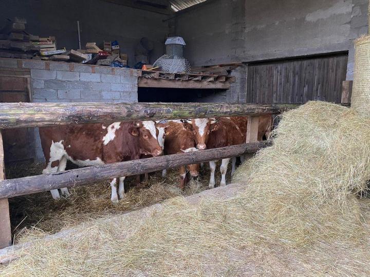 Des vaches salers issues d’un élevage