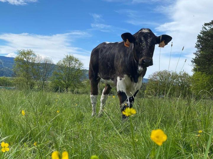 Élevage de vaches salers Ambert