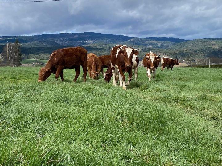 Des vaches salers issues d’un élevage responsable Ambert