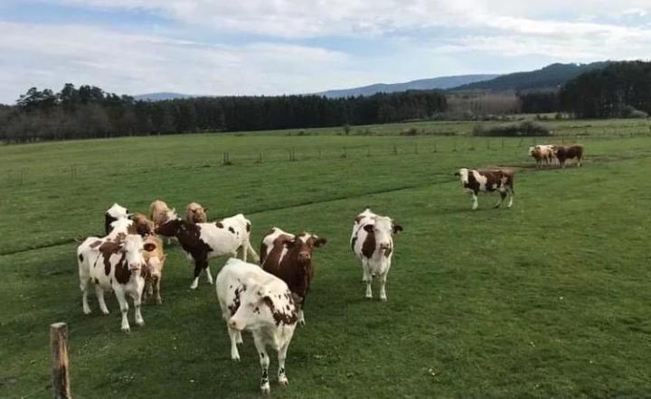 Élevage de vaches ferrandaises Ambert