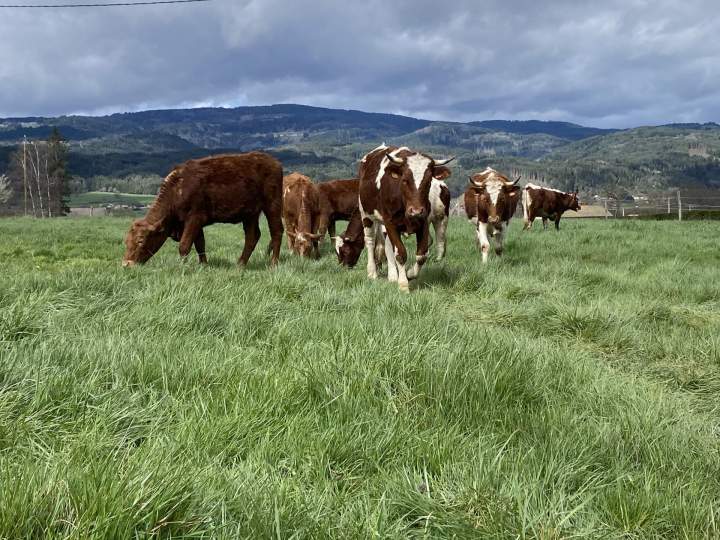 Des vaches salers issues d’un élevage responsable Ambert