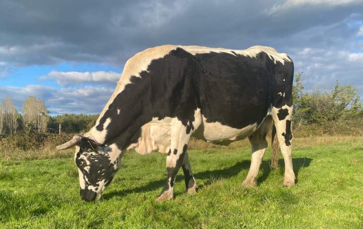 Élevage de vaches ferrandaises Ambert