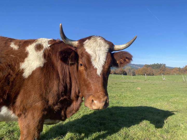 Élevage de vaches ferrandaises Ambert