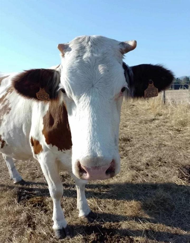 Des vaches ferrandaises élevées dans les meilleures conditions Ambert