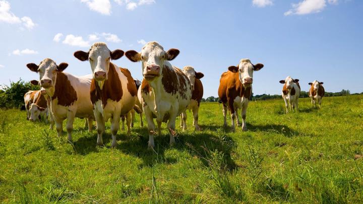 Élevage de vaches ferrandaises Ambert
